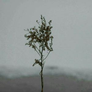 亚洲一区二区在线播放
